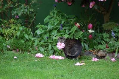 Вместо мышей: в Канаде кошка дарит цветы хозяйке 
