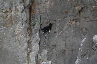 Невероятная жизнь бесстрашных горных козлов. Фото