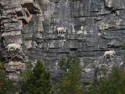 Невероятная жизнь бесстрашных горных козлов. Фото