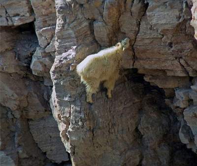 Невероятная жизнь бесстрашных горных козлов. Фото