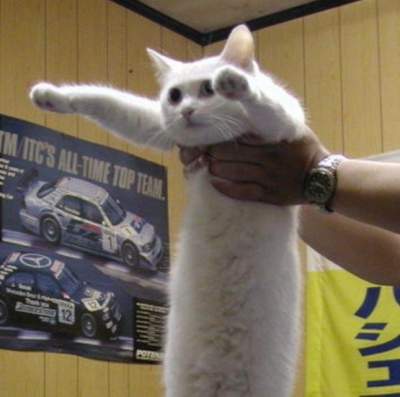 Японцы публикуют забавные фотки «вытянутых» котов