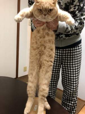 Японцы публикуют забавные фотки «вытянутых» котов