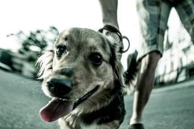 Мир глазами бездомной собаки. Фото