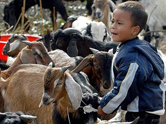 Юный непалец и жертвенные козлы на рынке в Катманду