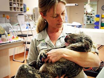 PETA объявила награду за информацию об обидчике коалы Флита