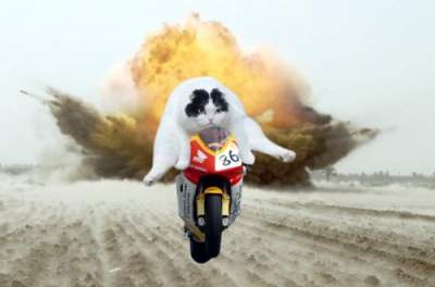 Пузатый кот стал героем смешных фотожаб
