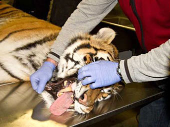 Стоматолог вылечил зуб амурскому тигру