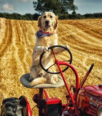 Сеть в восторге от собаки, умеющей ездить на тракторе