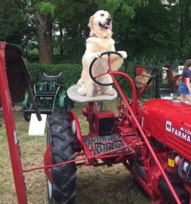 Сеть в восторге от собаки, умеющей ездить на тракторе