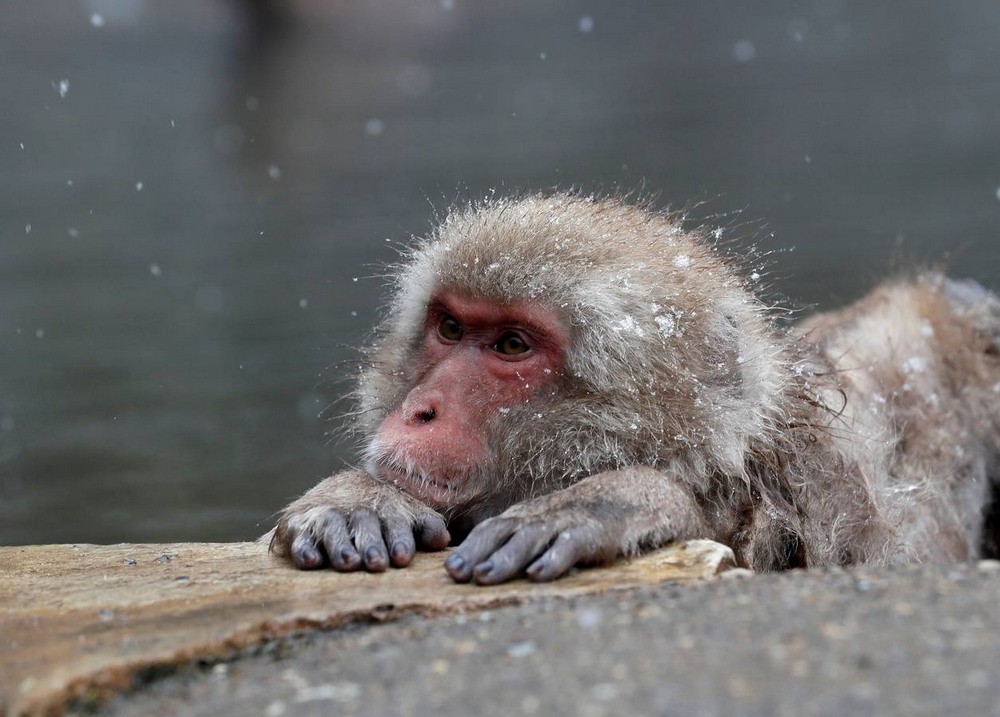 Японские снежные обезьяны балдеют в термальных источниках