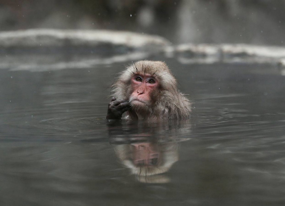 Японские снежные обезьяны балдеют в термальных источниках