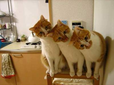 Смешные фотки котов, способных действовать «синхронно»