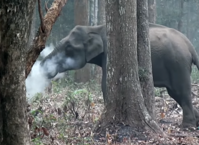 Индийские учёные шокированы «курящим» слоном, который попал на видео