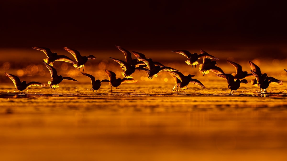 Объявлены финалисты конкурса Bird Photographer of the Year