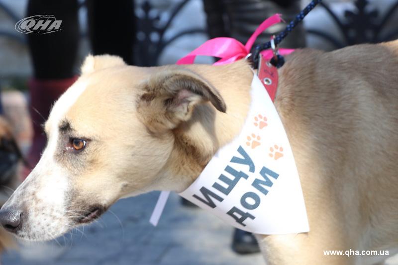 В Одессе прошел марш спасенных собак