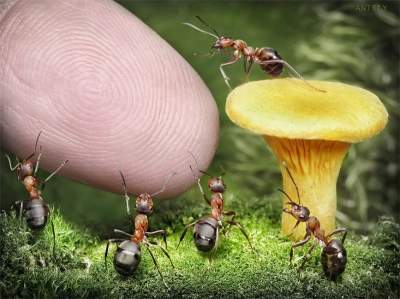 Удивительные муравьи, выполняющие человеческие действия. Фото