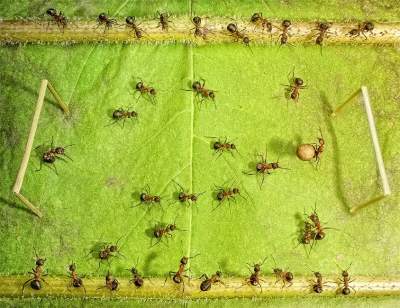 Удивительные муравьи, выполняющие человеческие действия. Фото