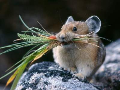 Перестарались: в Британии ученые случайно развели 180 тысяч мышей