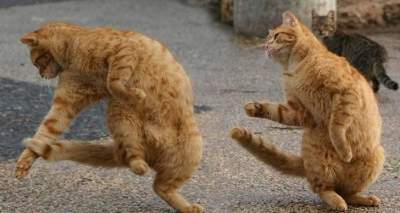 Смешные фотки котов, способных действовать «синхронно»