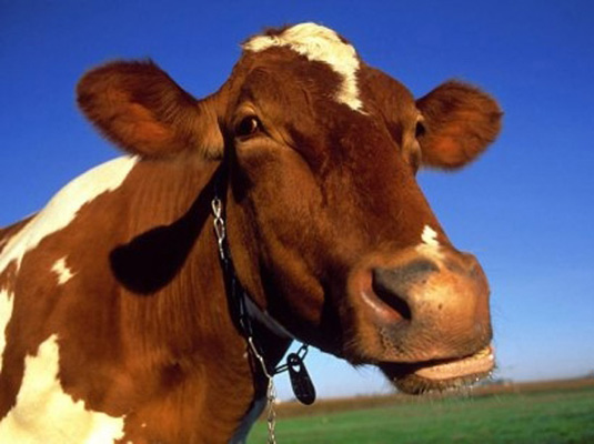 Домашние молоко и мясо будут продавать до 2012 года