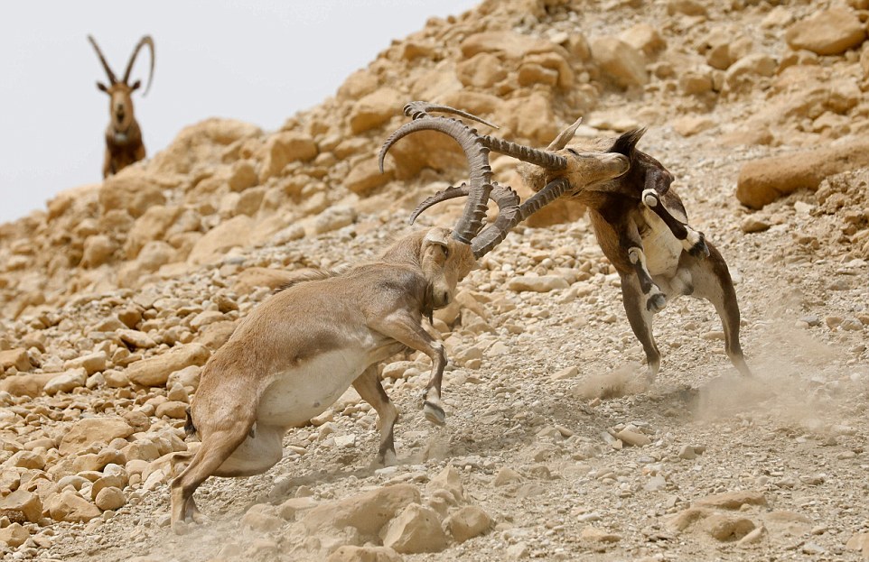 Схватка нубийских горных козлов за самку