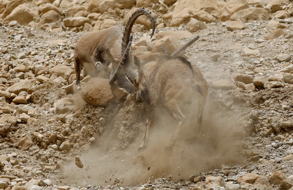 Схватка нубийских горных козлов за самку