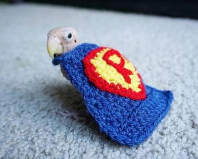 Попугай, примеривший смешные костюмы, стал героем Instagram 