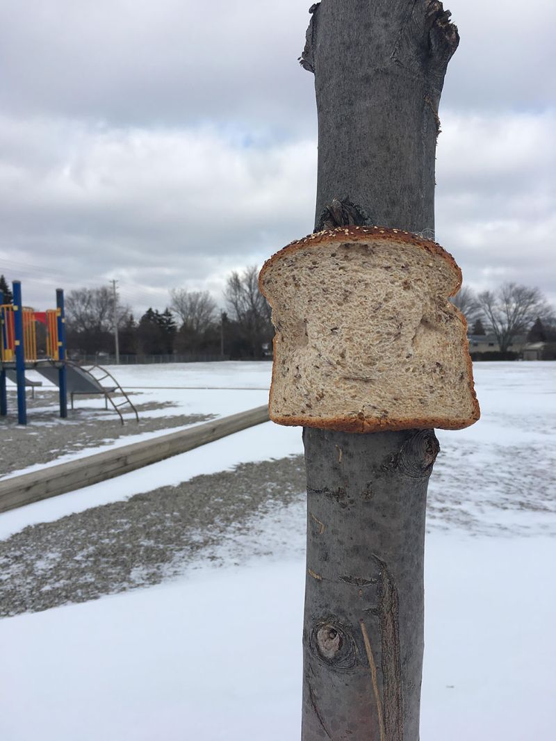 Странный хлеб, прикреплённый к дереву
