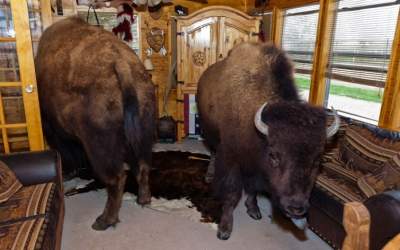 «Фердинанд отдыхает»: 800-килограммовый бизон стал домашним питомцем