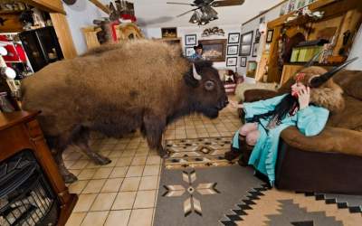 «Фердинанд отдыхает»: 800-килограммовый бизон стал домашним питомцем