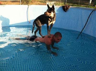 Эти потешные собаки не в восторге от водных процедур