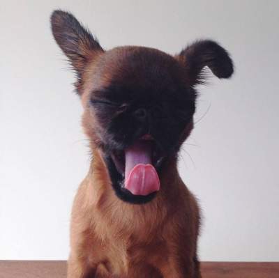 Grumpy Dog: Сеть в восторге от вечно недовольной собаки