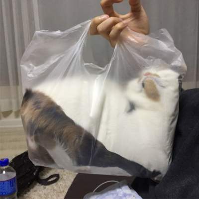 Новый флешмоб: пользователи доказывают, что их коты – «жидкость»