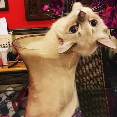 Новый флешмоб: пользователи доказывают, что их коты – «жидкость»