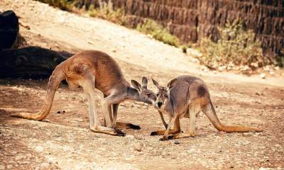 Удивительная Австралия в снимках путешественника. Фото