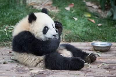 Так устроен питомник, спасший панд от вымирания. Фото