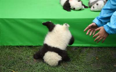Так устроен питомник, спасший панд от вымирания. Фото