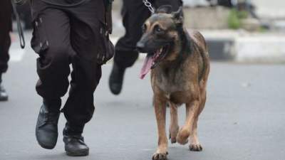 В Испании придумали нашли забавный способ спасти от стресса собак-полицейских