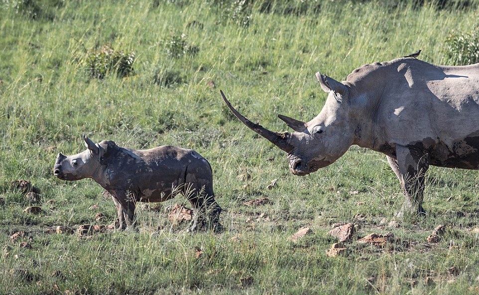 Самка носорога разогнала стадо слонов, которое подошло к ее малышу