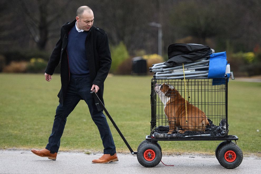 Crufts Dog Show 2018: крупнейшая в Европе выставка собак