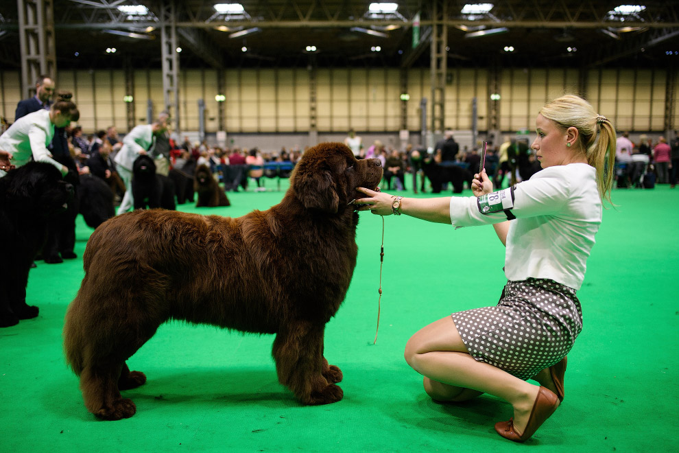 Crufts Dog Show 2018: крупнейшая в Европе выставка собак