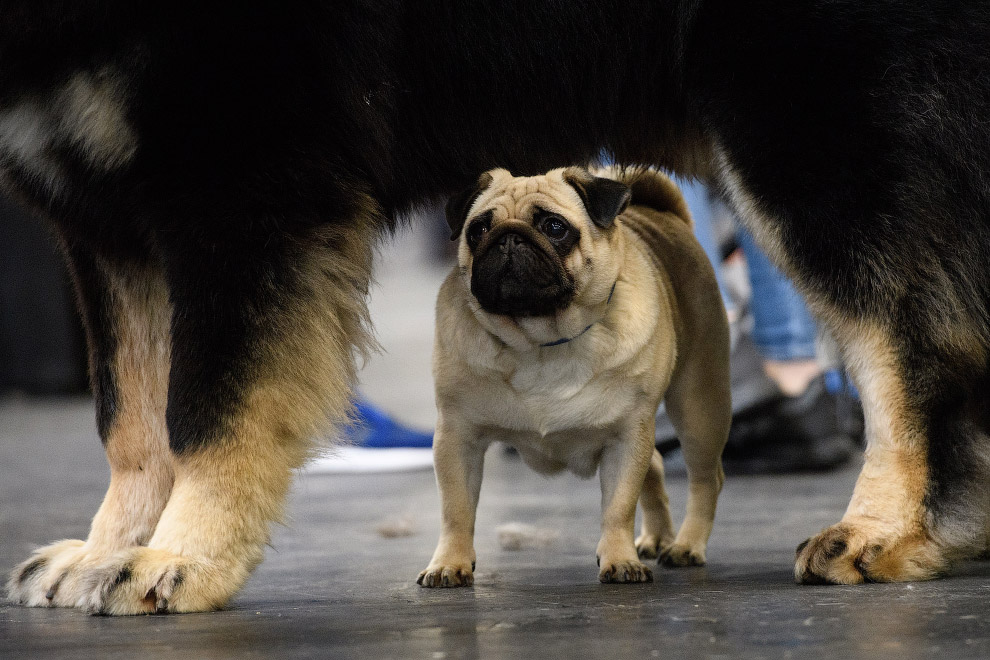 Crufts Dog Show 2018: крупнейшая в Европе выставка собак