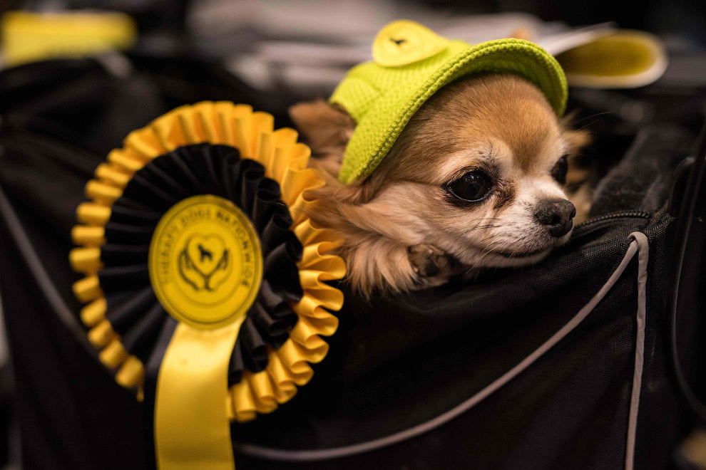 Crufts Dog Show 2018: крупнейшая в Европе выставка собак