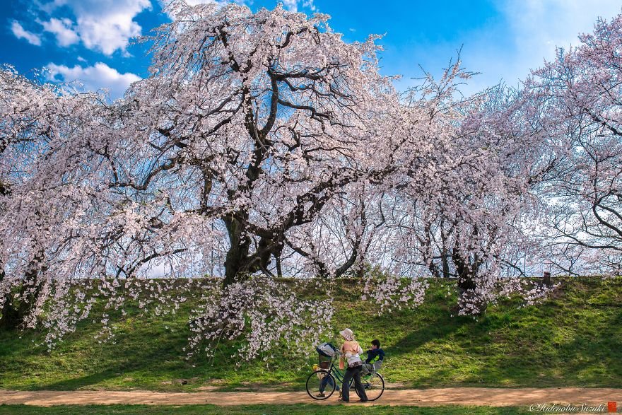 Сезон цветения сакуры в Японии от Хиденобу Судзуки