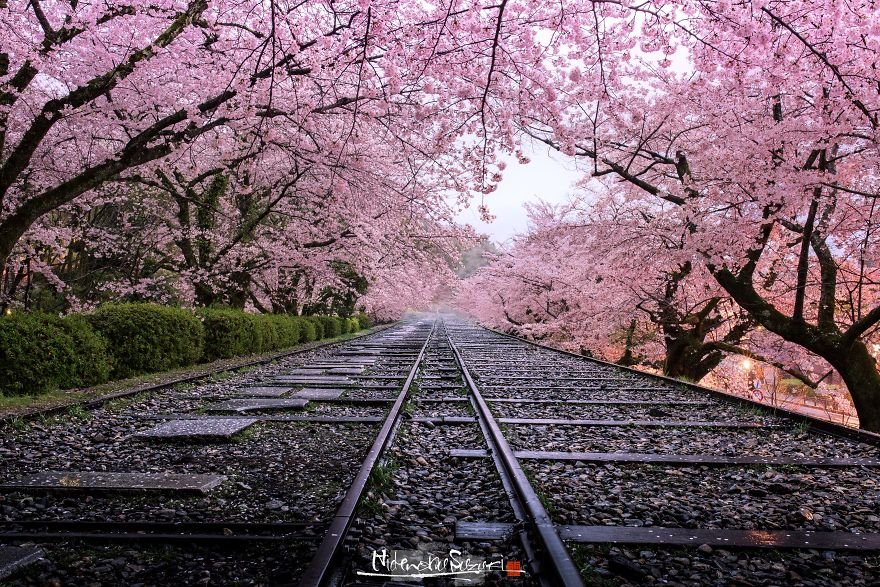 Сезон цветения сакуры в Японии от Хиденобу Судзуки