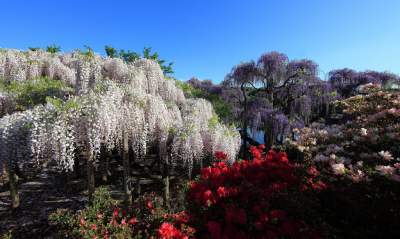 Весеннее чудо: так выглядит парк цветов в Японии. Фото