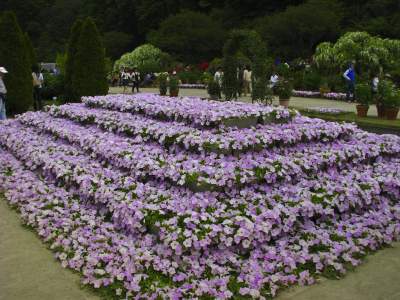 Весеннее чудо: так выглядит парк цветов в Японии. Фото