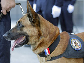 Собаку наградили медалью за службу в полиции Франции