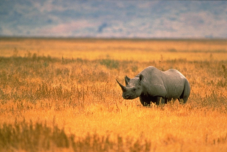 В Западной Африке не осталось черных носорогов