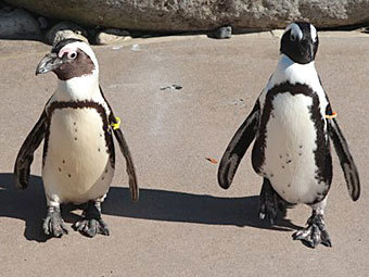 Зоопарк Торонто разлучит пингвинов-"гомосексуалистов"